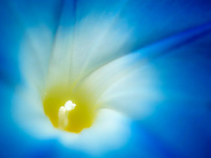 10 Legal Psychedelic Plants to Grow in New Zealand