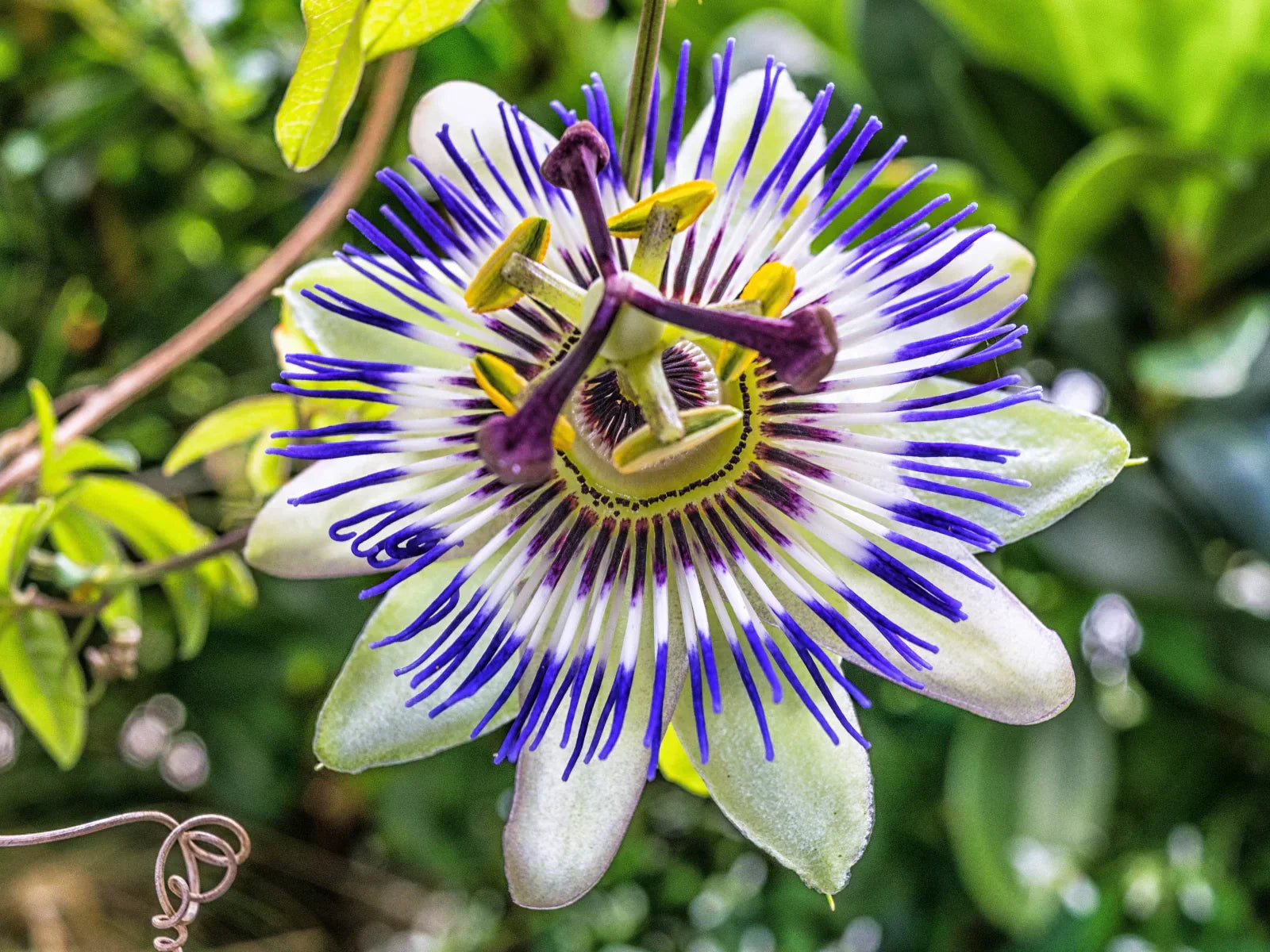 Herb of the Month for November: Passion Flower