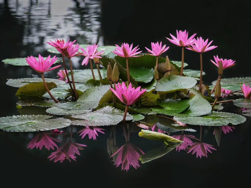 Which Lotus is Right for You? Blue, Pink, Red & White Compared