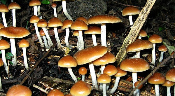 Reclassification Recommendations for Drug Found in 'Magic Mushrooms'