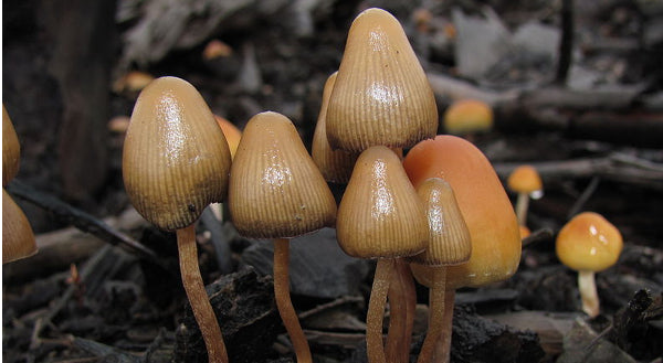 Oakland, California Decriminalizes Magic Mushrooms and Peyote. When will NZ Follow?