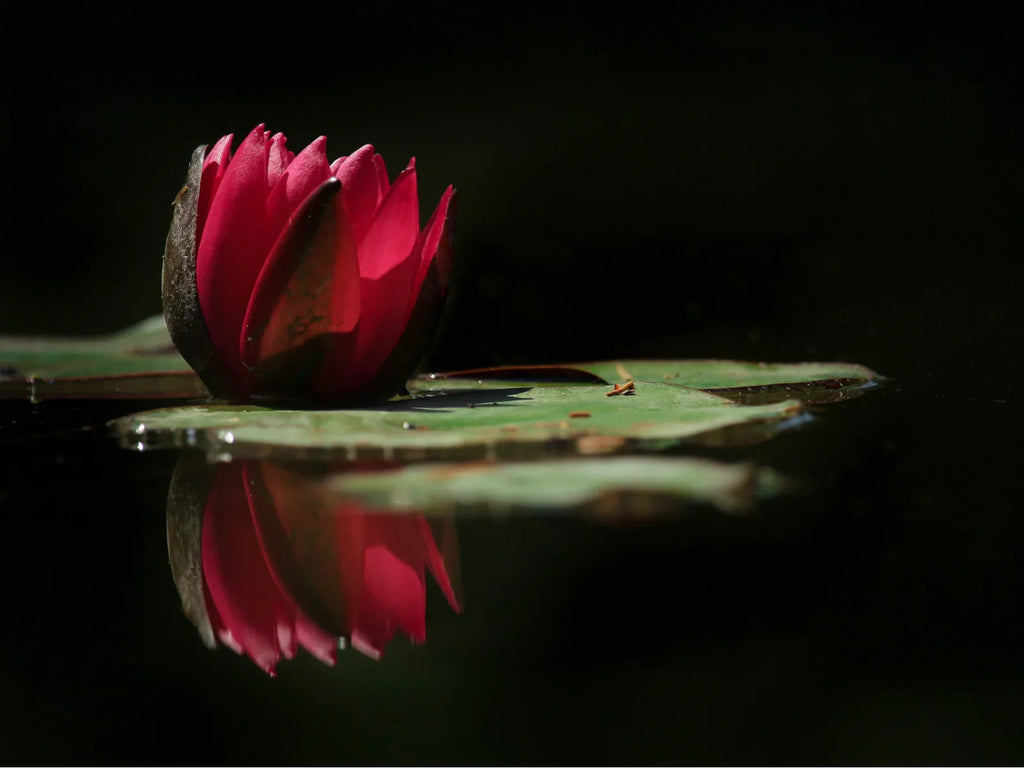 Red Lotus: Everything You Need to Know – MindFuel