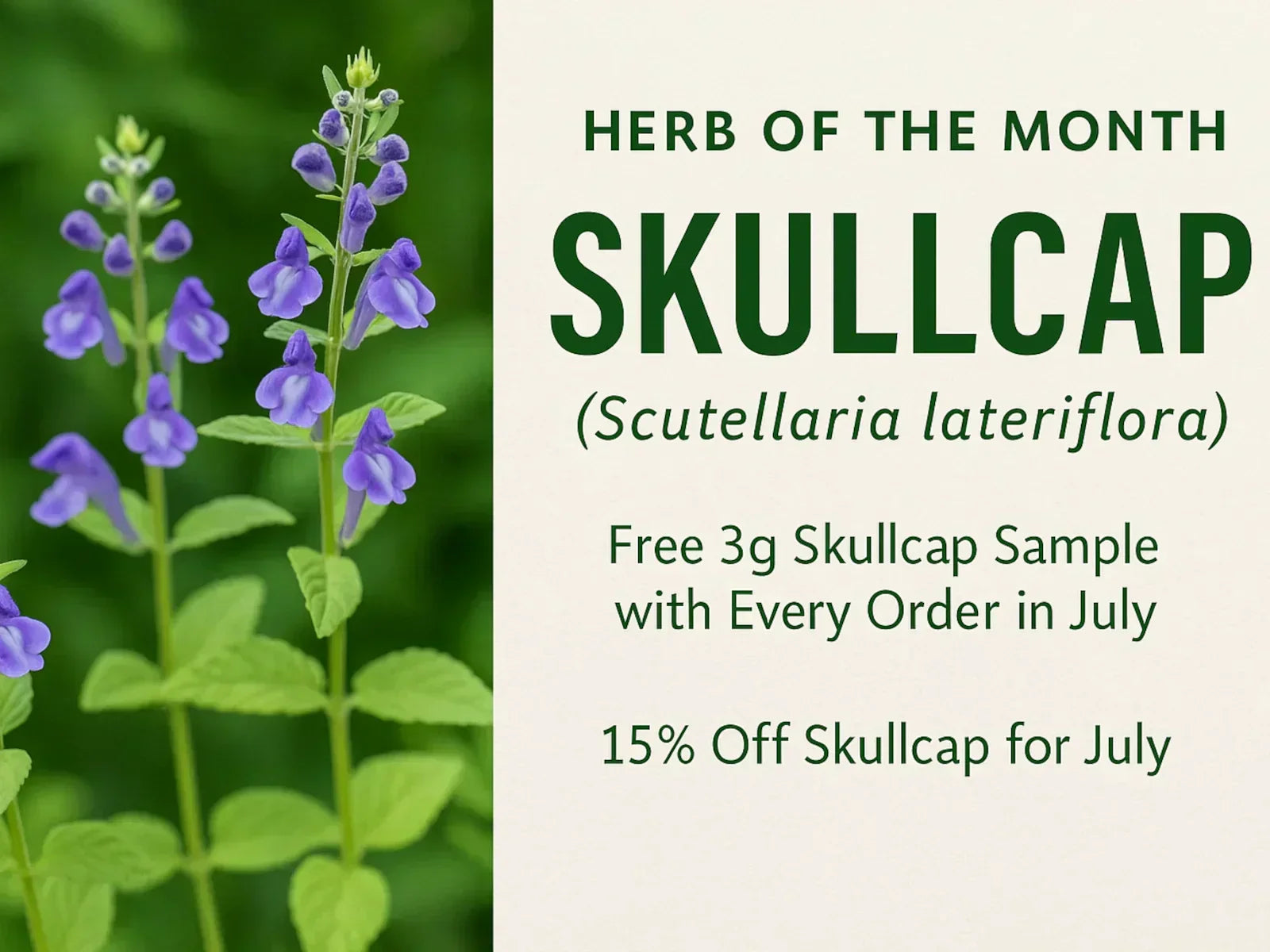 Herb of the Month (July) Skullcap