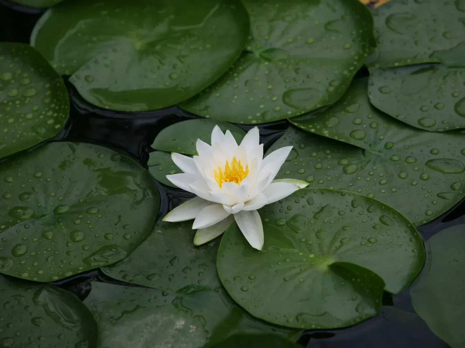 White Lotus: Everything You Need to Know