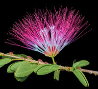 Bobinsana Tincture (Calliandra angustifolia) 10ml