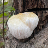 Lion's Mane (Hericium erinaceus) Organic Mushroom Powder