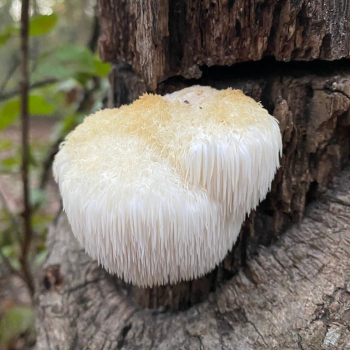 Lion's Mane (Hericium erinaceus) Organic Mushroom Powder
