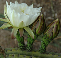Peruvian Torch Cacti Seeds (Trichocereus peruviana)