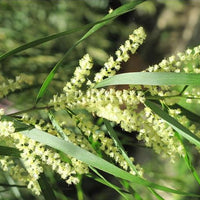 White Sallow Wattle Seeds (Acacia floribunda)