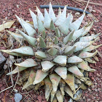Tsuwiri Cactus Seeds (Ariocarpus retusus) the “False Peyote" of Huichol Tradition