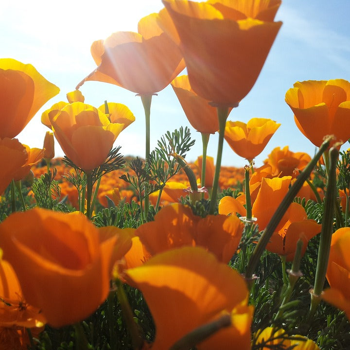Poppy Seeds - California Poppy (Eschscholzia californica)