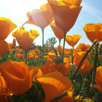 California Poppy Tincture (Eschscholzia californica) 10ml Golden Poppy Extract