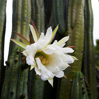 San Pedro Hybrid Cacti Seeds (Trichocereus scopilicolus X pachanoi)