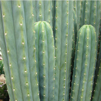 Peruvian Torch Hybrid Cacti Seeds (Trichocereus peruviana X pachanoi)