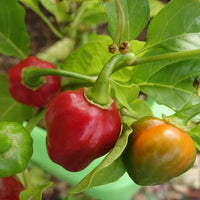 Chili Pepper Seeds - Habanero Red (Capsicum chinense) Heirloom