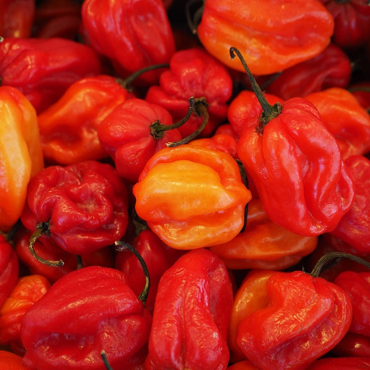 Chili Pepper Seeds - Habanero Red (Capsicum chinense) Heirloom