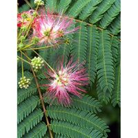 Happiness Tree Seeds (Albizia julibrissin) Pink Mimosa, Persian Silk Tree