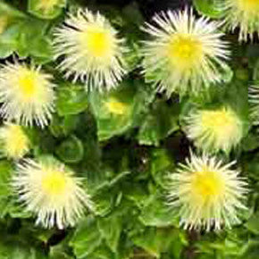 Kanna - Live Clone (Sceletium tortuosum) (New clones expected Spring 2025)