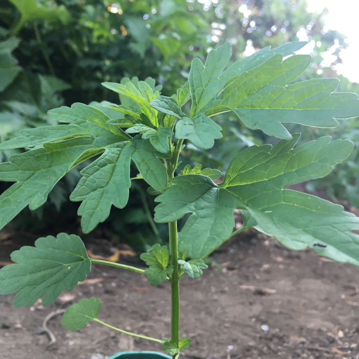 Marihuanilla Seeds (Leonorus sibericus) Organic 'Little Marijuana' Seeds