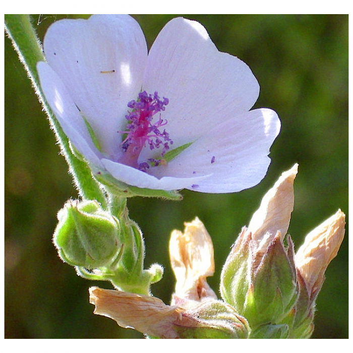 Marshmallow Seeds (Althaea officinalis)