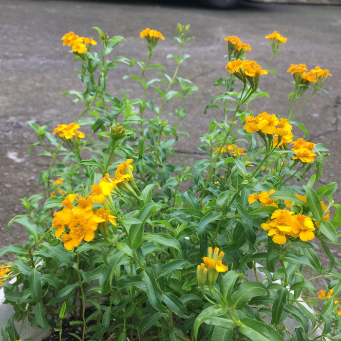 Cloud Herb Seeds (Tagetes lucida)