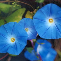 Morning Glory Seeds - Heavenly Blues (Ipomea Tricolor) 5g