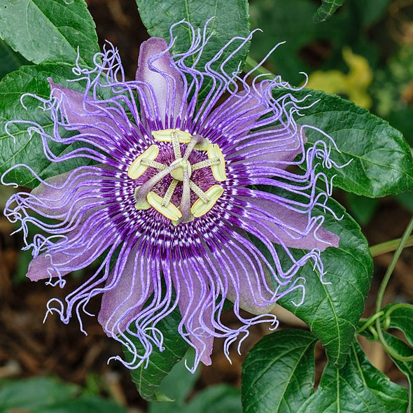 Passion Flower Tincture (Passiflora incarnata) 10ml