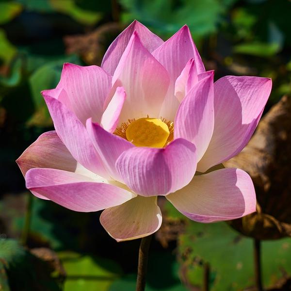 Pink Lotus Resin (Nelumbo nucifera)