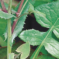 Puha Seeds (Sonchus oleraceus) Organic