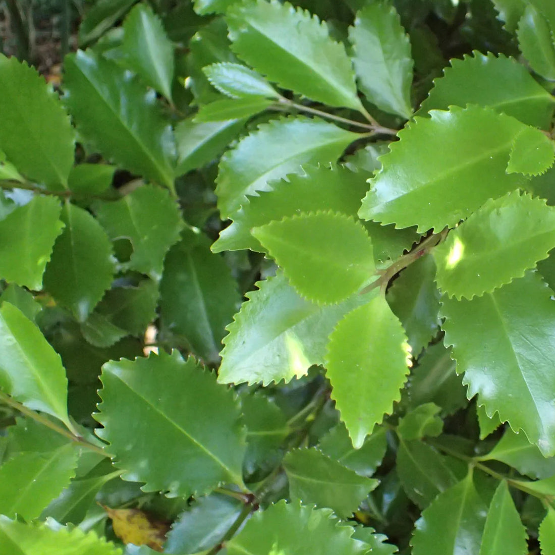 Pukatea Seeds (Laurelia novae-zelandiae)