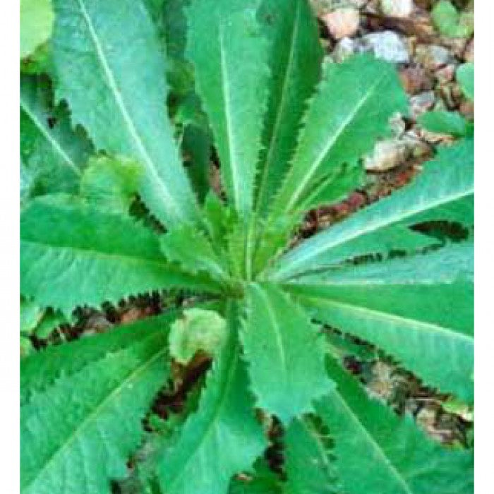 Wild Opium Lettuce Seeds (Lactuca virosa) Organic