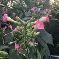 Tobacco Seeds - Organic (Nicotiana tobacum) Grow Your Own Organic Tobacco