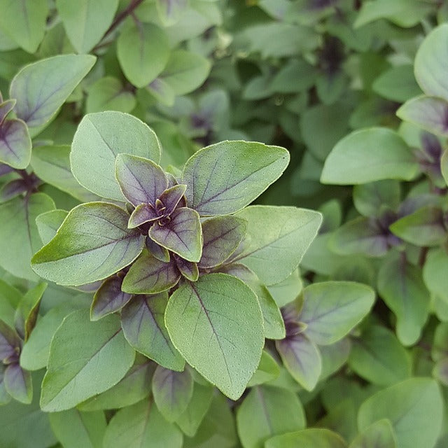 Tulsi Seeds (Ocimum sanctum) Sacred Basil