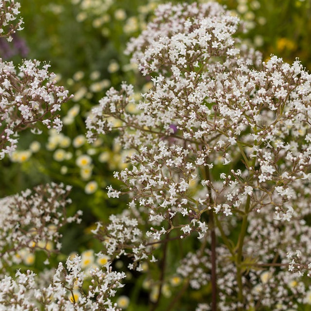 Valerian Seeds (Valeriana officinalis)