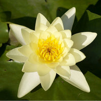 White Lotus (Nymphaea ampla) Organic Shredded White Lotus Petals