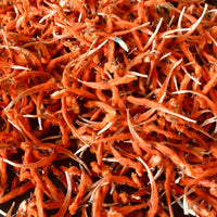 Wild Dagga Petals (Leonotis leonurus) Organic Lion's Tail Dried Flower Petals