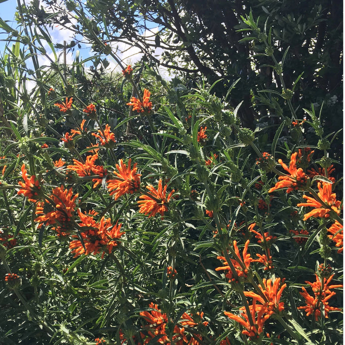 Wild Dagga Seeds (Leonotis leonurus) Organic